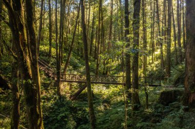 Masal gibi güzel bir orman. Alishan Ulusal Orman Dinlenme Alanı, Tayvan.