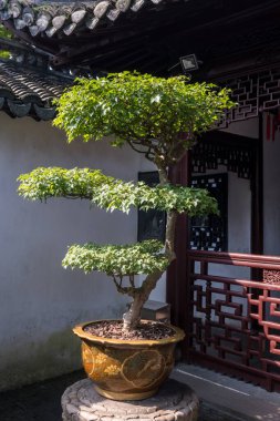 Geleneksel Çin özel bahçesinde budanmış ağaç Yu Yuan, Şangay, Çin.