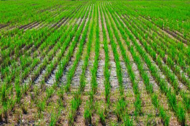 Genç Yeşil Pirinç Tarlaları Chishang, Tayvan 'da güneşli bir günde