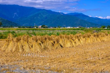 Harvested Rice Field with Mountainous Landscape in Chishang, Taiwan. clipart