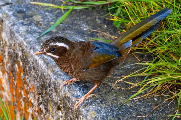 stock image White-whiskered laughingthrush or Formosan laughing thrush