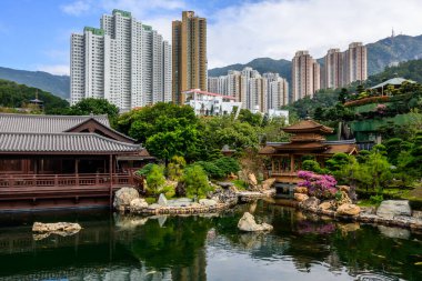Hong Kong 'daki Nan Lian Garden' da berrak sularında yüzen koi balıklarıyla dolu sakin bir gölet. Gölet yemyeşil ve geleneksel Çin tarzı bir pavyonla çevrilidir..