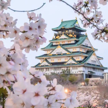 Cherry blossoms in full bloom frame Osaka Castle, a 16th century masterpiece of Japanese architecture. The castles green roof and stone walls stand in contrast to the delicate pink and white flowers clipart