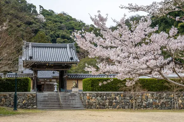 Japonya 'nın Osaka kentinde, Minoh Ulusal Parkı' nda sergilenen sakin bir Japon tapınağı girişi, taştan bir duvar ve canlı kiraz çiçekleri tarafından çerçevelenmiştir..