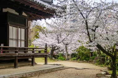 Japonya 'nın Osaka kentindeki Shitenno-ji Tapınağı yakınlarında çiçek açan kiraz çiçeklerinin sergilendiği geleneksel bir Japon tapınağı ahşap yapısı.. 