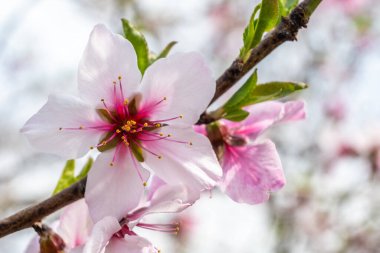 Canlı pembe kiraz çiçeklerinin kapanışı, karmaşık detaylarını gözler önüne seriyor. Kiraz çiçekleri yaşamı ve ölümü, güzelliği ve şiddeti simgeler..