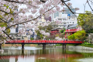 Japonya 'nın Osaka kentindeki Tennoji Park' taki sakin bir gölet üzerinde pembe kiraz çiçekleri çiçek açıyor. Hanami 'nin güzelliğini çağrıştıran pitoresk bir sahne, Japon kiraz çiçeği manzarası geleneği.