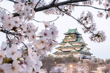 16. yüzyılda Japon mimarisinin başyapıtı olan Osaka Kalesi 'nde çiçek açan kiraz çiçekleri. Kaleler yeşil çatı ve taş duvarlar pembe ve beyaz çiçeklerin aksine duruyor.
