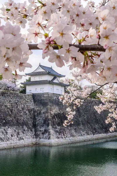 Osaka Kalesi 'nin heybetli manzarası taş duvarlar, taret ve hendek, göz kamaştırıcı kiraz çiçekleri. Tarih ve doğanın bir karışımı..