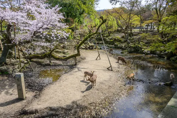 Vahşi geyikler, eski tapınakları ve dost geyikleriyle bilinen tarihi bir bölge olan Japonya 'daki Nara Park' ta özgürce dolaşırlar. Görüntü, çiçek açan kiraz ağaçlarının altındaki derenin yakınındaki geyikleri gösteriyor.