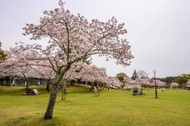 Nara, Japonya - 5 Nisan 2024: Kiraz çiçeği mevsimi sırasında Japonya 'da Nara Parkı. İnsanlar çiçek açan kiraz ağaçlarının altında rahatlar..