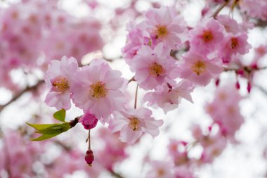 Yumuşak pembe sakura çiçekleri, yenilenmenin sembolü, bir ağaç dalının zarafeti. Bu çiçekler baharın gelişini simgeliyor ve yüzyıllardır el üstünde tutulan geçici güzelliği kutluyor..