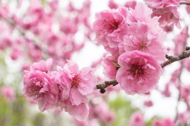 Kiraz çiçekleri yumuşak pembe yapraklarını Japonya 'nın Osaka kentindeki Nagai Botanik Bahçesinde sergiliyorlar. Bu çiçekler, Japonya 'da baharın simgesi..