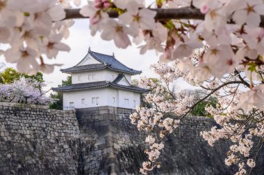 Osaka Kalesi 'nin heybetli manzarası taş duvarlar, taret ve hendek, göz kamaştırıcı kiraz çiçekleri. Tarih ve doğanın bir karışımı..