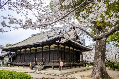 Japonya 'nın Osaka kentindeki Shitenno-ji Tapınağı yakınlarında çiçek açmış kiraz çiçekleri tarafından güzel çerçevelenmiş, dingin bir Japon Budist tapınağı.. 
