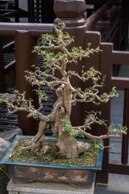 Hong Kong 'daki Nan Lian Garden' da yeşil yosun ve küçük taş figürlerle dolu bir tencerede antik bir bonsai ağacının yakın görüntüsü. Ağaç gövdesi eğri büğrü ve çetrefilli, yaşını gösteriyor.. 
