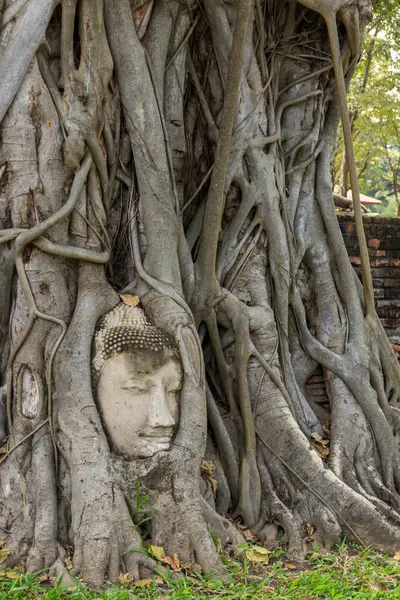Stone Buddha Head Statue trapped in Bodhi Tree Roots in Wat Mahathat.