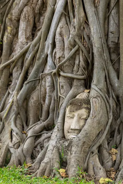 Stone Buddha Head Statue trapped in Bodhi Tree Roots in Wat Mahathat.