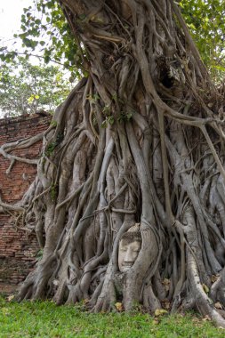 Stone Buddha Head Statue trapped in Bodhi Tree Roots in Wat Mahathat.