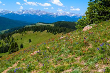 Sunak Geçidi, Vail, Colorado, ABD 'de kır çiçekleri açıyor..
