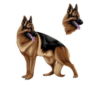 German Shepherd.Vector illustration of a German Shepherd dog breed. Shepherd vector graphic on transparent background. Illustrations of dogs in vector.