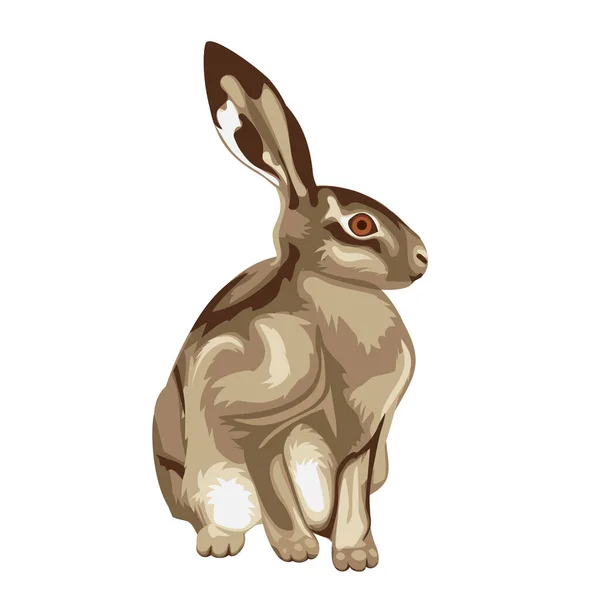 Illustration Sitting Little Hare Hare Graphic Transparent Background Illustrations Sitting — Stock Photo, Image