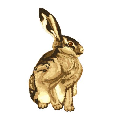 Tavşan oturmanın vektör çizimi. Şeffaf arkaplanda tavşan vektör grafiği. Vektörde oturan tavşan çizimleri. Vektör içindeki hayvan çizimleri..