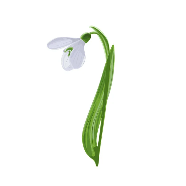 初春初雪的图例 Galnthus Nivlis图形 白色背景上的一朵花雪落的说明 花的说明 — 图库照片#