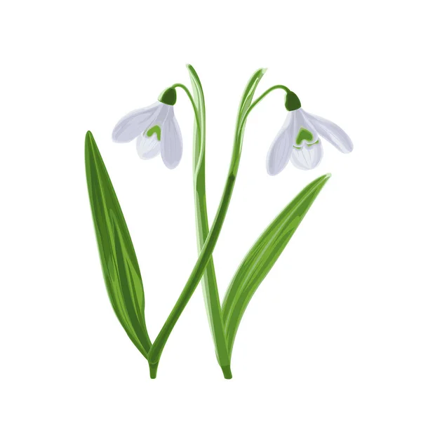 Wektor Ilustracji Dwóch Pędów Wczesnych Pierwszych Kwiatów Wiosny Śniegu Galnthus — Wektor stockowy