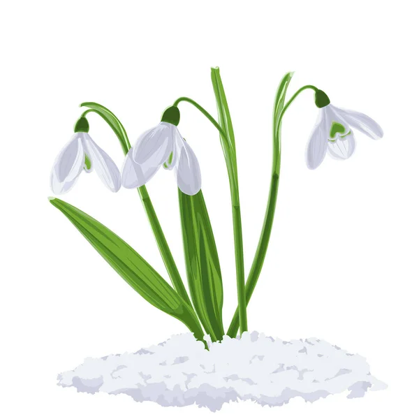 Ilustracja Trzech Pędów Pierwszych Kwiatów Wiosennych Śniegu Galnthus Nivlis Grafika — Zdjęcie stockowe