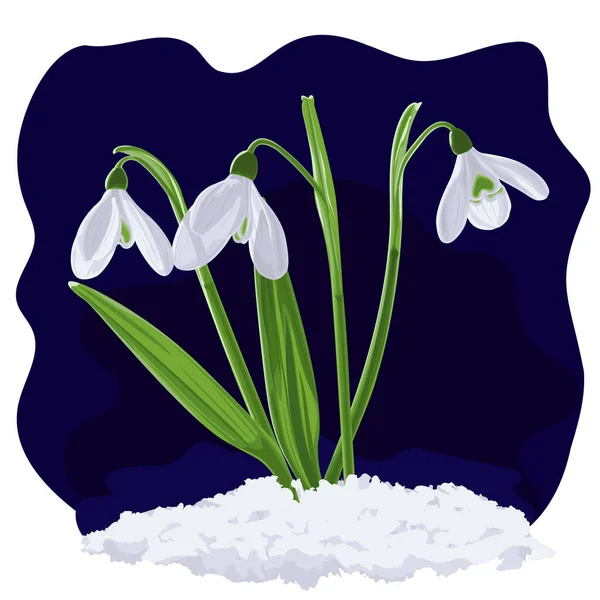 Ilustracja Trzech Pędów Pierwszych Kwiatów Wiosennych Śniegu Galnthus Nivlis Grafika — Zdjęcie stockowe
