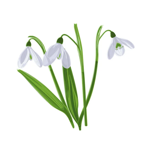 Illustration Tre Skott Tidiga Första Våren Blommor Snödroppar Galnthus Nivlis — Stockfoto