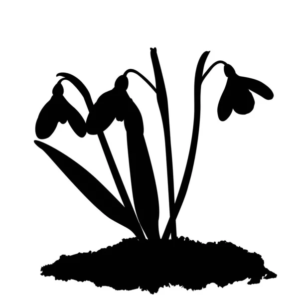 İlk bahar çiçeklerinin ilk üç filizinin kardaki karları yansıtması. Şekil. Galnthus Nivlis grafiği. Beyaz arka planda üç çiçek kardelen tasviri. Çiçeklerin resimleri..