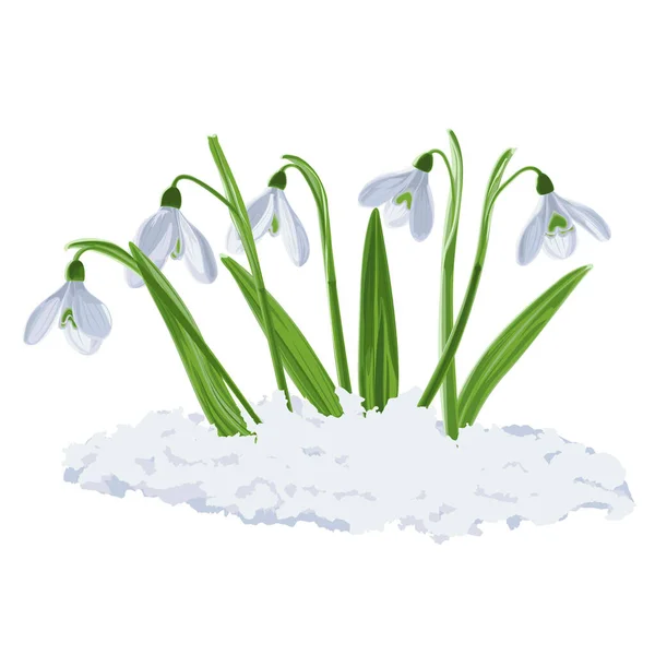 初春初开的五枝雪花在雪地里的矢量图解 Galnthus Nivlis矢量图形在透明的背景 说明5朵花在病媒中的雪落 病媒中花朵的图解 — 图库矢量图片#