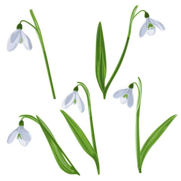 Wektor Ilustracji Pięciu Odosobnionych Pędów Wczesnych Pierwszych Kwiatów Wiosny Śniegu — Wektor stockowy
