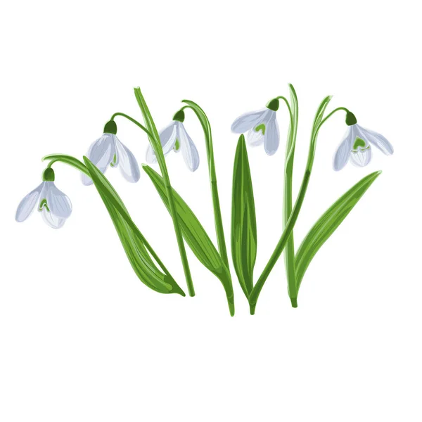 Wektor Ilustracja Pięciu Pędów Wczesnych Pierwszych Kwiatów Wiosny Śniegu Galnthus — Wektor stockowy