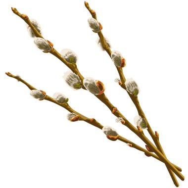 Three willow branches with buds. Vector illustration of branches of willow with buds. Pussy willow vector graphic on transparent background. Illustrations of trees in vector.