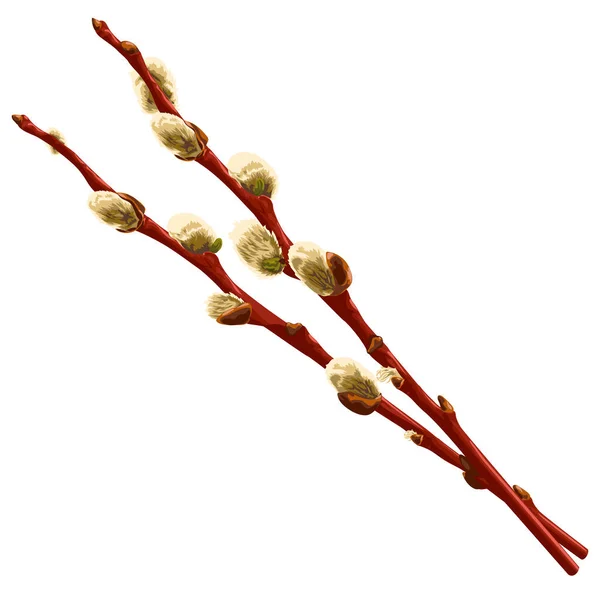 Two Willow Branches Buds Vector Illustration Branches Willow Buds Pussy — Image vectorielle