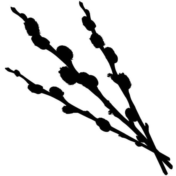 Three willow branches with buds. Shape.Vector illustration of branches of three willow with buds. Pussy willow vector graphic on transparent background. Illustrations of trees in vector.