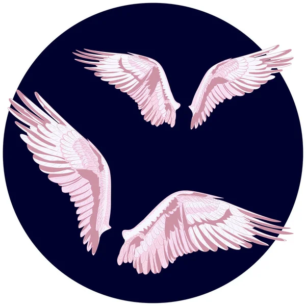 İki farklı tüyü olan melek kanatları. Balıkçıl kuş kanatlarının farklı varyasyonlarda vektör çizimi. Vektördeki kuş çizimleri.