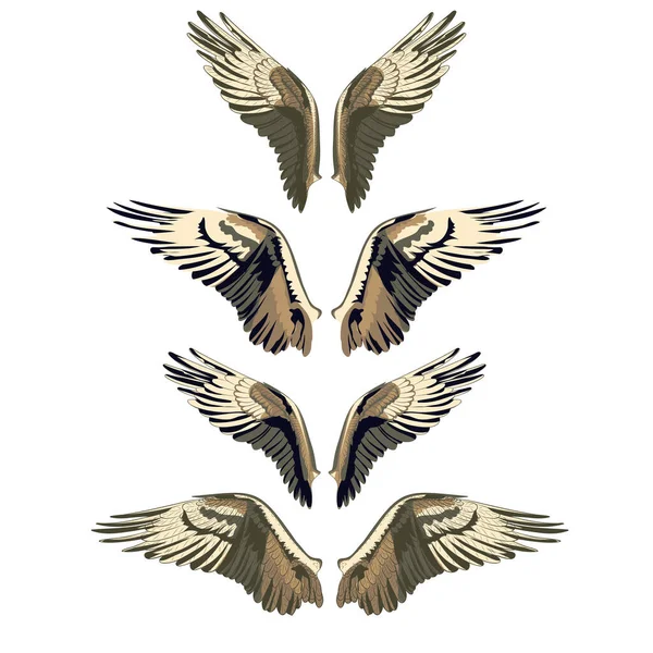 Flügel Mit Federn Vorderen Variationen Vektorillustration Von Fischadlerflügeln Verschiedenen Variationen — Stockvektor