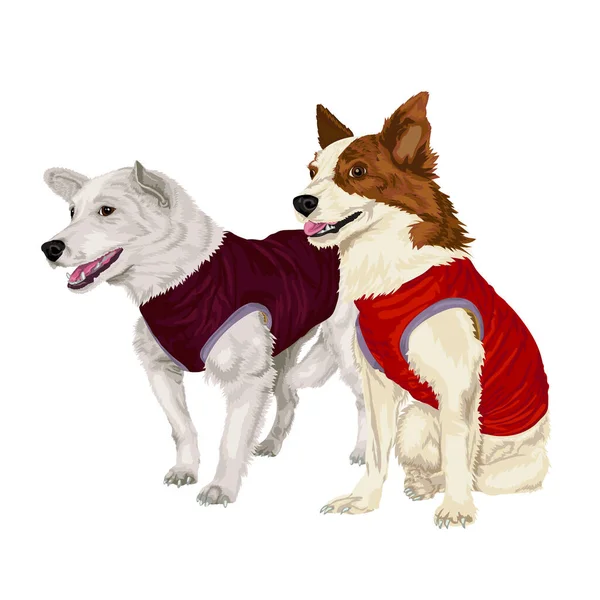 航天员犬Belka和Strelka的矢量图解 蒙哥马利穿着夹克 带狗外套的狗的矢量图解 透明背景上的Mongrel矢量图形 病媒中的狗的图解 — 图库矢量图片
