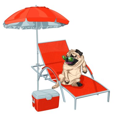 Güneş gözlükleriyle güneşlenen pug gevşetiyor. Şemsiye altında şezelik koltuğuna yaslanan pug köpeğinin vektör illüstrasyonu. Bir pug, portatif buzdolabı ile dinleniyor. Pençesini şemsiye gölgesinde güneşlenme koluna yaslıyor..