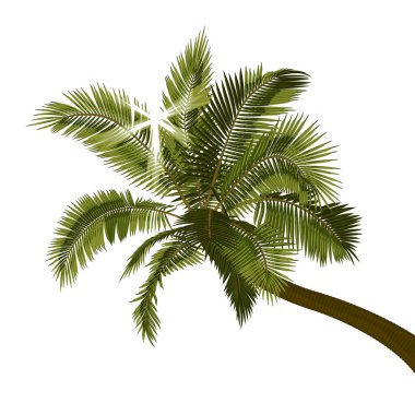 Bent coconut palm with sunbeams through foliage.Vector illustration of leaning palm tree with bright sun breaking through leaves. Image of tropical palm tree trunk, foliage, branches, leaves in vector. Illustrations of vector tree. clipart