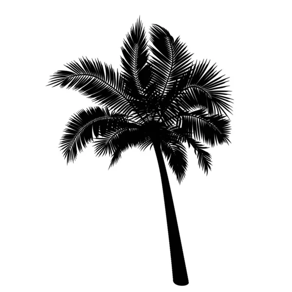 Tvar Rovné Kokosové Palmy Vektorové Znázornění Kmene Palem Listoví Větví — Stockový vektor