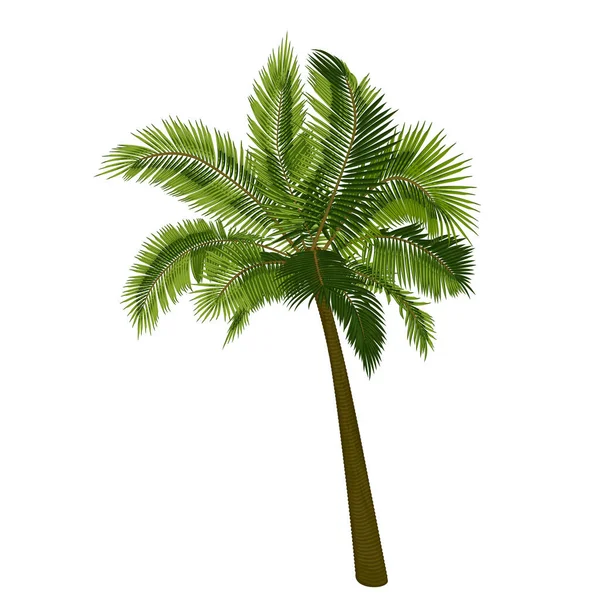 椰子直棕榈树 棕榈树树干 叶子的矢量图解 热带树木在病媒中的图像 矢量树的示例 — 图库矢量图片