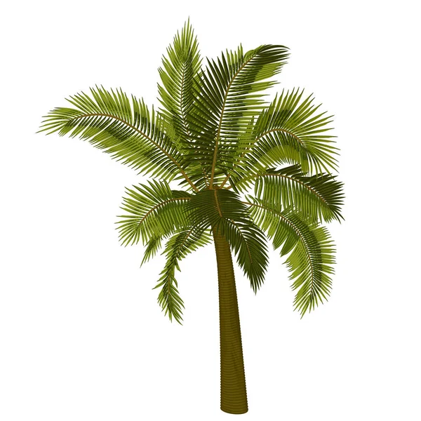椰子直棕榈树 棕榈树树干 叶子的矢量图解 热带树木在病媒中的图像 矢量树的示例 — 图库矢量图片