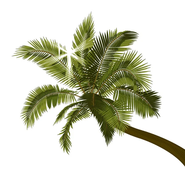 Bent Palmy Kokosowej Promieni Słonecznych Przez Liście Wektor Ilustracji Pochylenia — Wektor stockowy