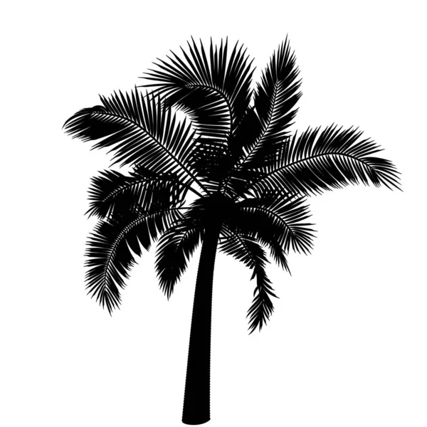 Form Einer Geraden Kokospalme Vektorillustration Von Palmenstamm Laub Ästen Blättern — Stockvektor