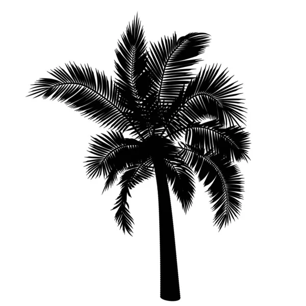 直椰子树的形状 棕榈树树干 叶子的矢量图解 热带树木在病媒中的图像 矢量树的示例 — 图库矢量图片